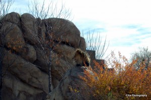 Denver Zoo has a free day! ~ field trip