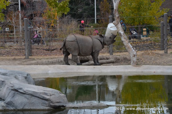Rhino playing with a bucket.